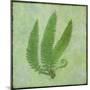 Fern Series Vintage II-Cora Niele-Mounted Giclee Print