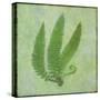 Fern Series Vintage II-Cora Niele-Stretched Canvas