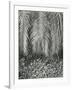 Fern, Small Leaves, Bronx Botanical Garden, New York, 1945-Brett Weston-Framed Photographic Print