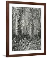 Fern, Small Leaves, Bronx Botanical Garden, New York, 1945-Brett Weston-Framed Photographic Print