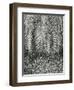 Fern, Small Leaves, Bronx Botanical Garden, New York, 1945-Brett Weston-Framed Premium Photographic Print