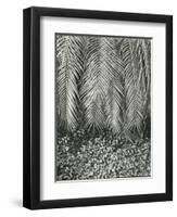 Fern, Small Leaves, Bronx Botanical Garden, New York, 1945-Brett Weston-Framed Premium Photographic Print