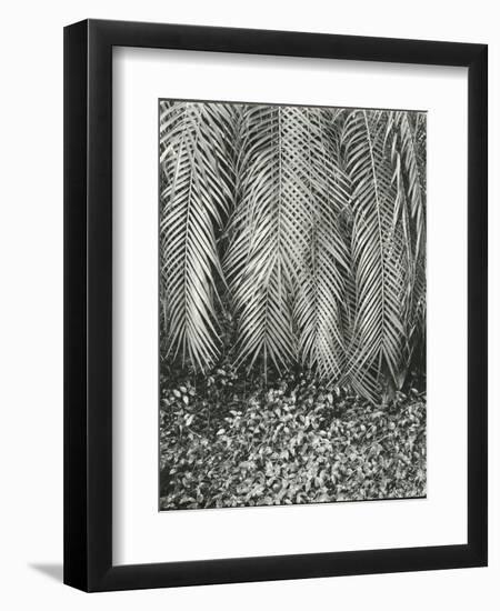 Fern, Small Leaves, Bronx Botanical Garden, New York, 1945-Brett Weston-Framed Premium Photographic Print