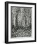 Fern, Small Leaves, Bronx Botanical Garden, New York, 1945-Brett Weston-Framed Premium Photographic Print