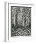 Fern, Small Leaves, Bronx Botanical Garden, New York, 1945-Brett Weston-Framed Premium Photographic Print