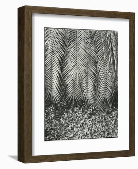 Fern, Small Leaves, Bronx Botanical Garden, New York, 1945-Brett Weston-Framed Photographic Print