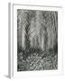 Fern, Small Leaves, Bronx Botanical Garden, New York, 1945-Brett Weston-Framed Photographic Print