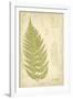 Fern Study I-Maria Mendez-Framed Giclee Print