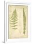 Fern Study II-Maria Mendez-Framed Giclee Print