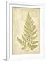 Fern Study III-Maria Mendez-Framed Giclee Print