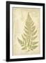 Fern Study III-Maria Mendez-Framed Giclee Print