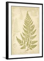 Fern Study III-Maria Mendez-Framed Giclee Print