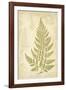 Fern Study III-Maria Mendez-Framed Giclee Print