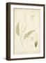 Fern Study IV-Vision Studio-Framed Art Print