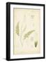 Fern Study IV-Vision Studio-Framed Art Print