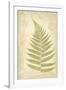 Fern Study VI-Maria Mendez-Framed Giclee Print