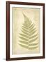 Fern Study VI-Maria Mendez-Framed Giclee Print