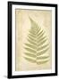 Fern Study VI-Maria Mendez-Framed Giclee Print