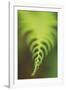 Fern Tip-Staffan Widstrand-Framed Giclee Print