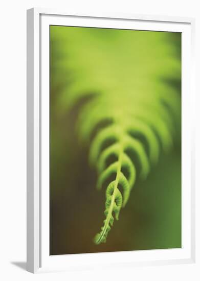 Fern Tip-Staffan Widstrand-Framed Giclee Print