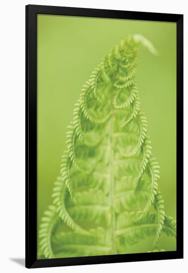 Fern Top-Staffan Widstrand-Framed Giclee Print