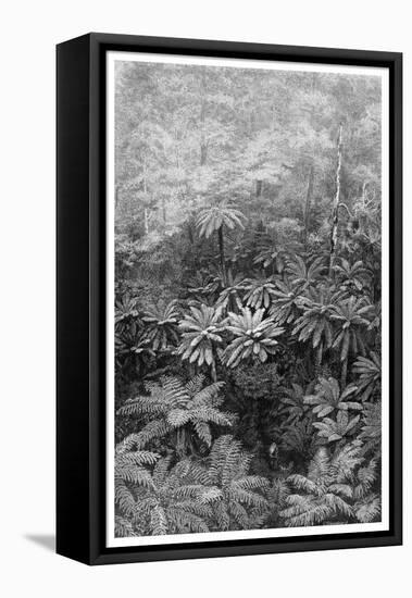 Fern Tree Gully, Australia, 1886-null-Framed Stretched Canvas