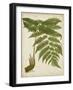 Fern Trio II-Vision Studio-Framed Art Print