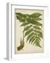 Fern Trio II-Vision Studio-Framed Art Print