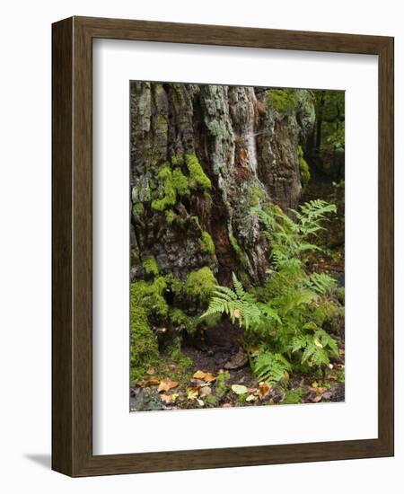 Fern, Urwald Sababurg, Reinhardswald, Hessia, Germany-Michael Jaeschke-Framed Photographic Print