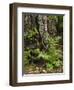 Fern, Urwald Sababurg, Reinhardswald, Hessia, Germany-Michael Jaeschke-Framed Photographic Print