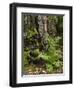 Fern, Urwald Sababurg, Reinhardswald, Hessia, Germany-Michael Jaeschke-Framed Photographic Print