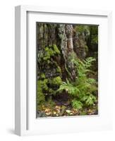 Fern, Urwald Sababurg, Reinhardswald, Hessia, Germany-Michael Jaeschke-Framed Photographic Print