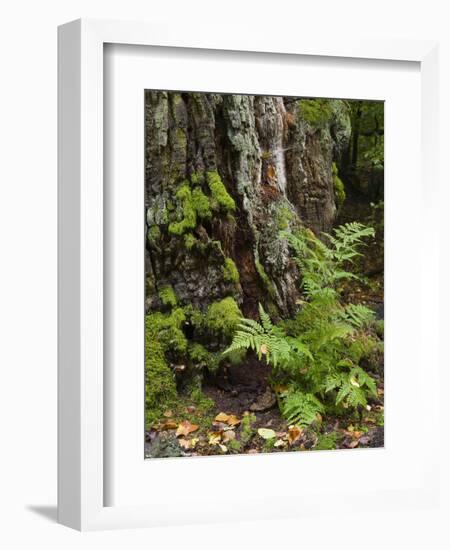 Fern, Urwald Sababurg, Reinhardswald, Hessia, Germany-Michael Jaeschke-Framed Photographic Print