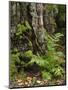 Fern, Urwald Sababurg, Reinhardswald, Hessia, Germany-Michael Jaeschke-Mounted Photographic Print