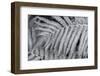 Fern, USA-Lisa Engelbrecht-Framed Photographic Print