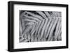 Fern, USA-Lisa Engelbrecht-Framed Photographic Print