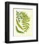 Fern with Crackle Mat II-Samuel Curtis-Framed Art Print