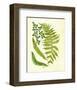 Fern with Crackle Mat II-Samuel Curtis-Framed Art Print