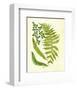 Fern with Crackle Mat II-Samuel Curtis-Framed Art Print