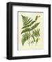 Fern with Crackle Mat IV-Samuel Curtis-Framed Art Print