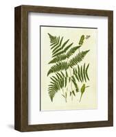 Fern with Crackle Mat IV-Samuel Curtis-Framed Art Print