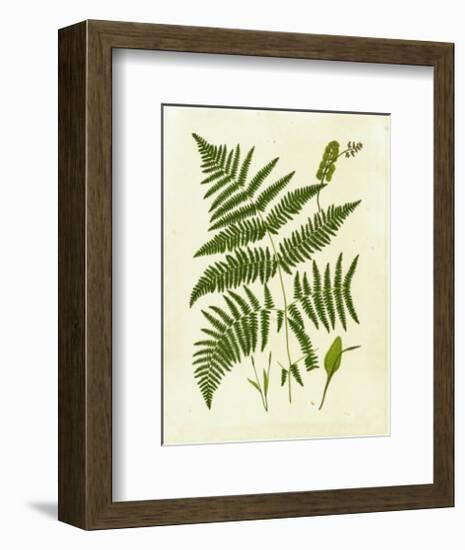 Fern with Crackle Mat IV-Samuel Curtis-Framed Art Print