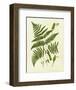 Fern with Crackle Mat IV-Samuel Curtis-Framed Art Print