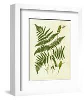 Fern with Crackle Mat IV-Samuel Curtis-Framed Art Print