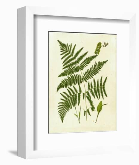 Fern with Crackle Mat IV-Samuel Curtis-Framed Art Print