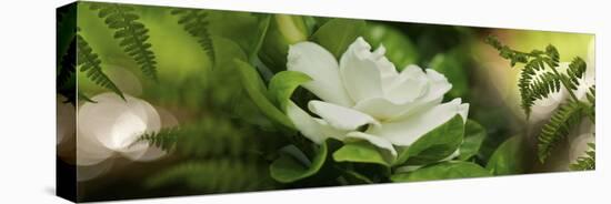 Fern with Magnolia-null-Stretched Canvas