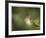 Fern-Michelle Wermuth-Framed Giclee Print