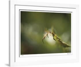 Fern-Michelle Wermuth-Framed Giclee Print