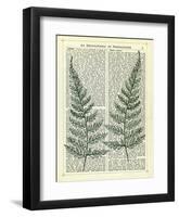 Fern-Marion Mcconaghie-Framed Art Print