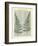 Fern-Marion Mcconaghie-Framed Art Print